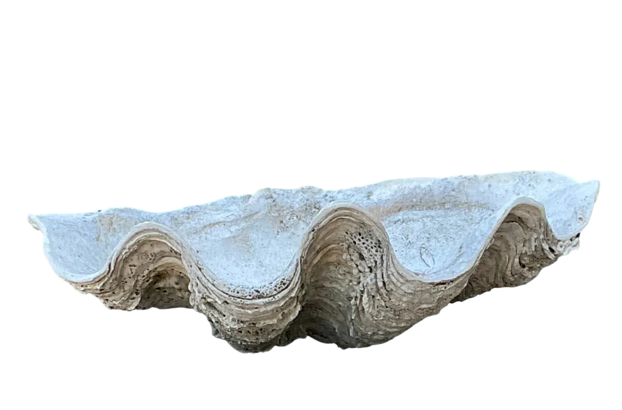 Vintage Gigas Giant Clamshell #1
