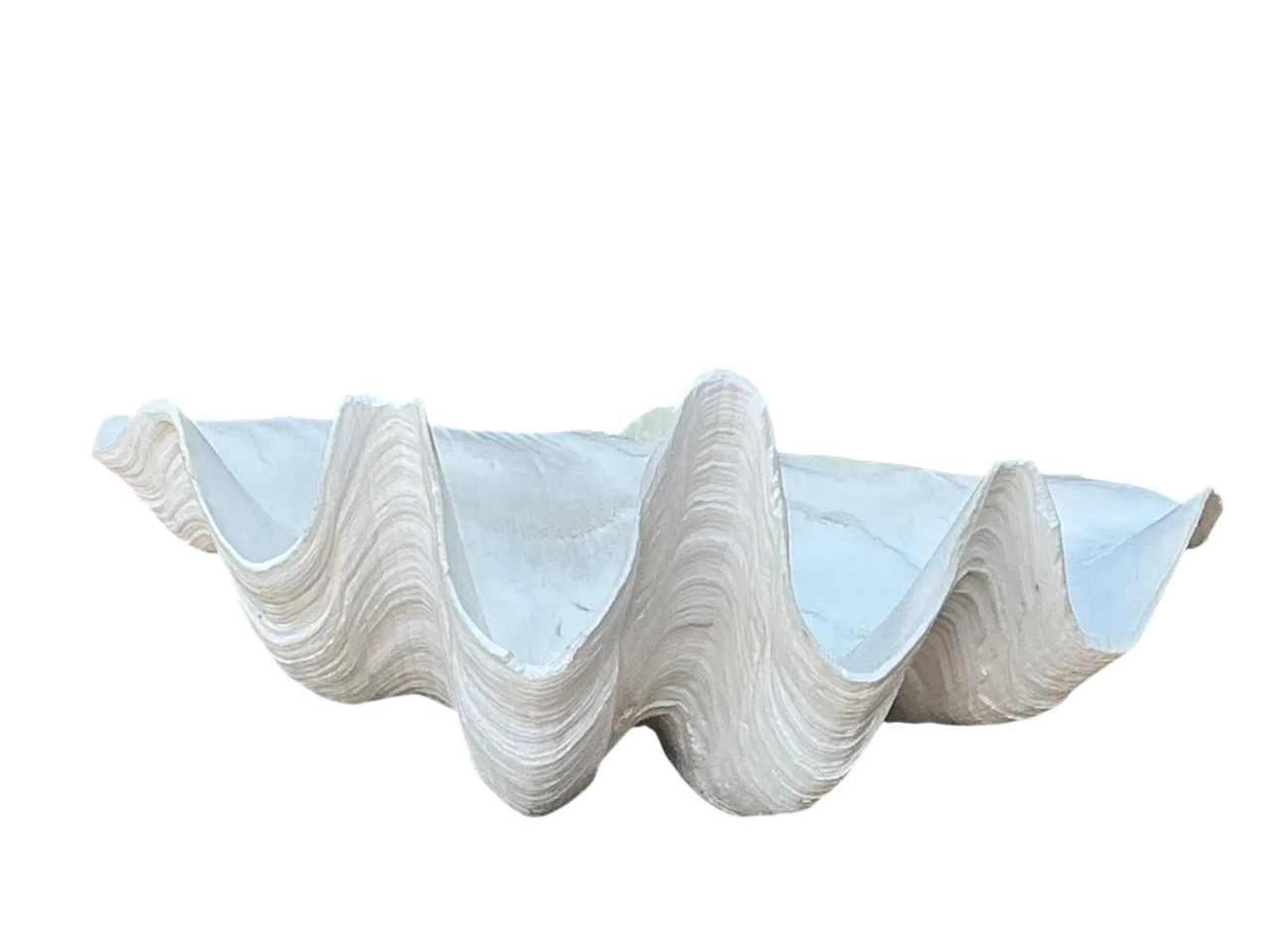 Vintage Gigas Giant Clamshell #2