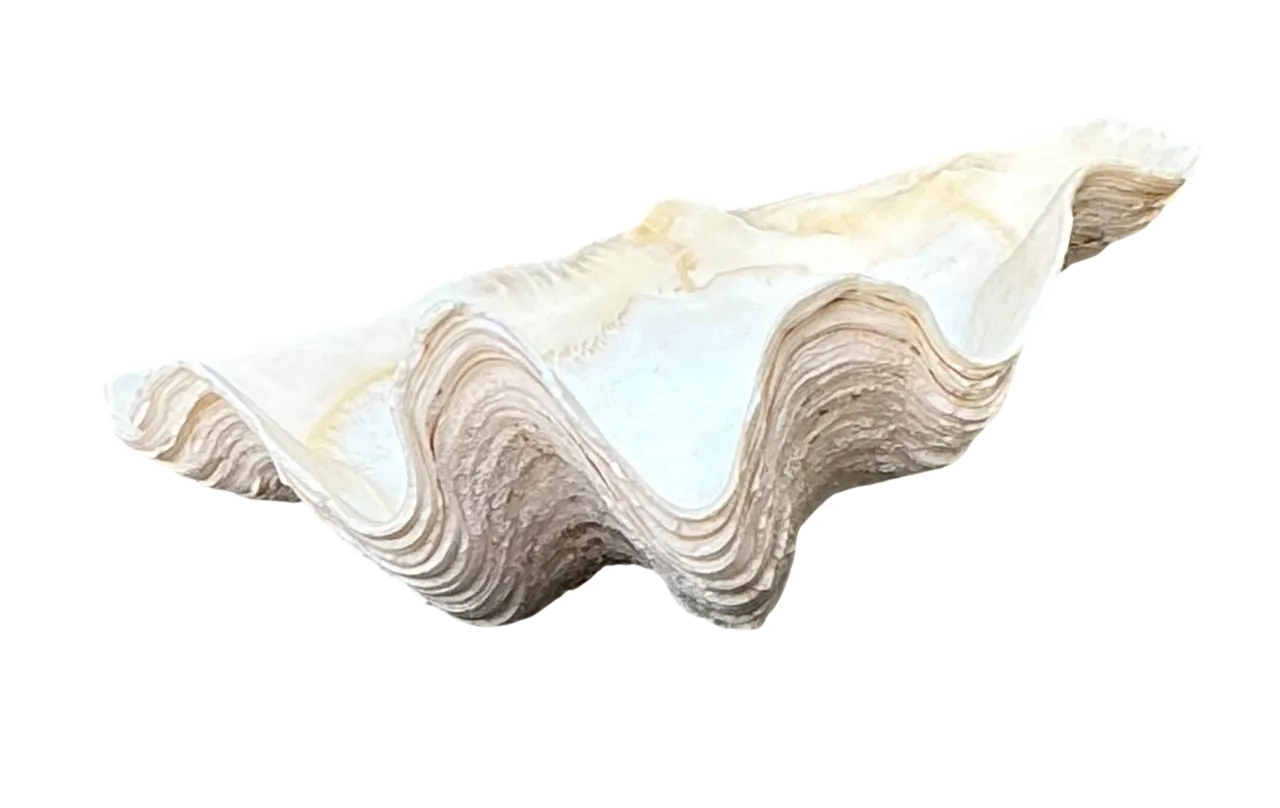 Vintage Gigas Giant Clamshell #5