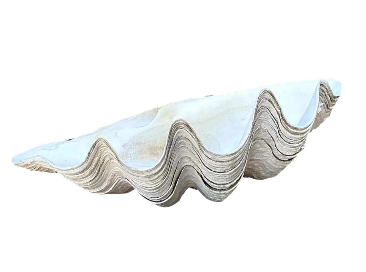 Vintage Gigas Giant Clamshell #6