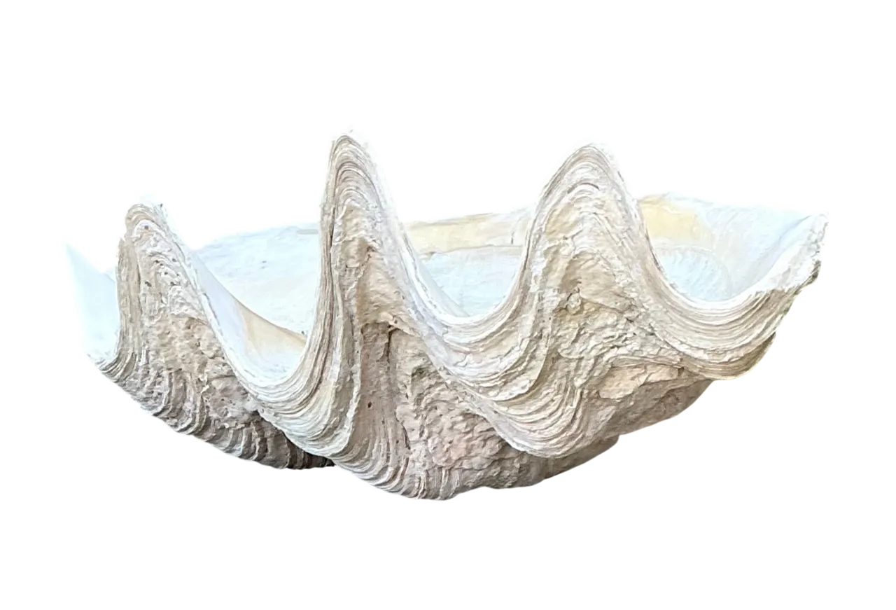 Vintage Gigas Giant Clamshell #7