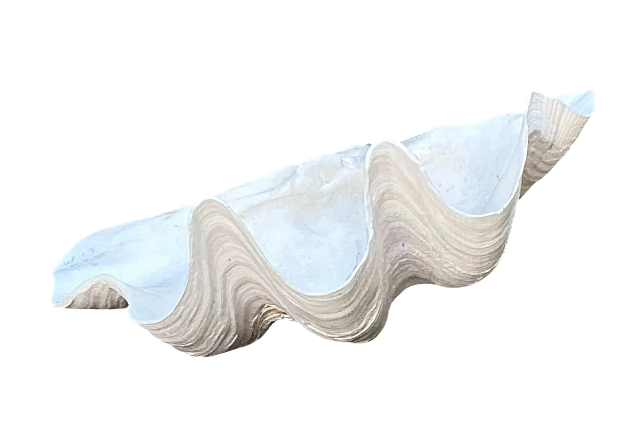 Vintage Gigas Giant Clamshell #8