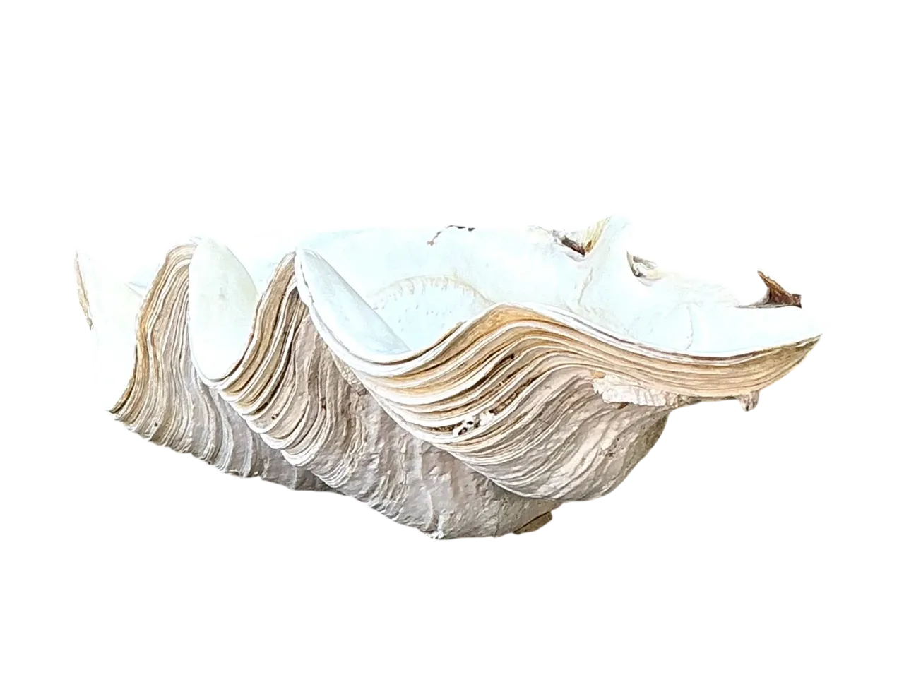 Vintage Gigas Giant Clamshell #9