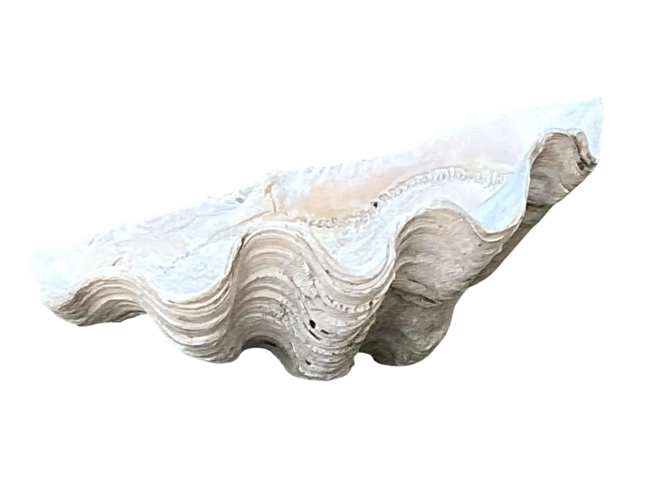 Vintage Gigas Giant Clamshell #10