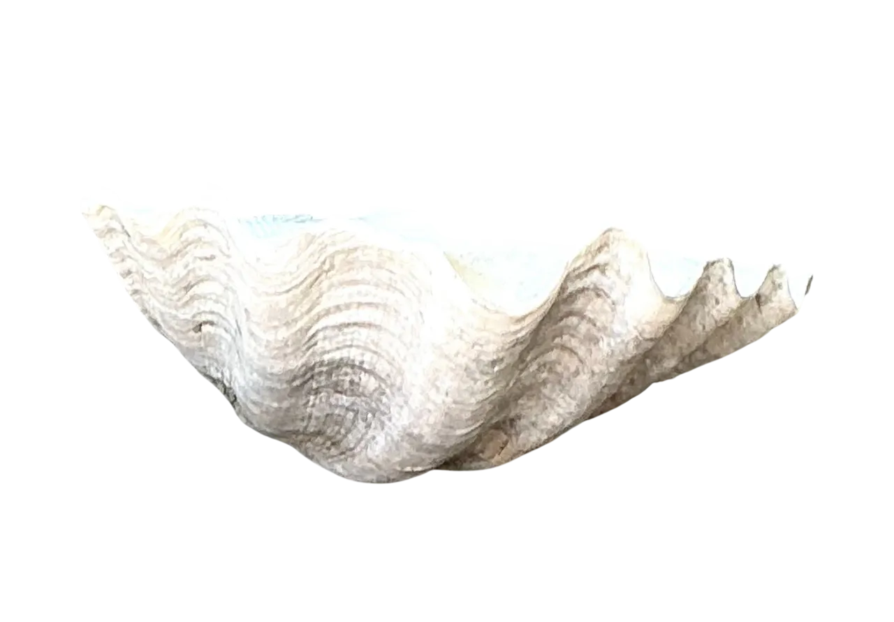 Vintage Gigas Giant Clamshell #11