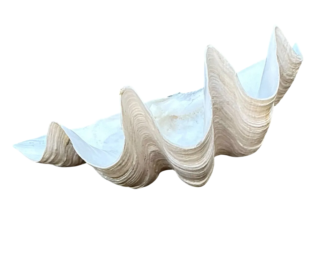 Vintage Gigas Giant Clamshell #12
