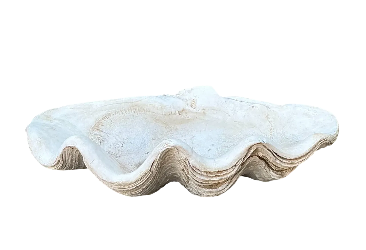 Vintage Gigas Giant Clamshell #13