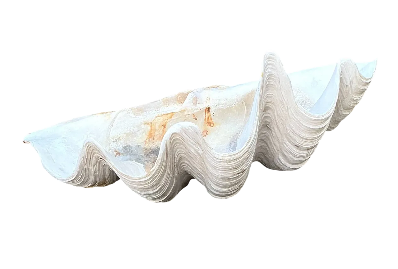 Vintage Gigas Giant Clamshell #15