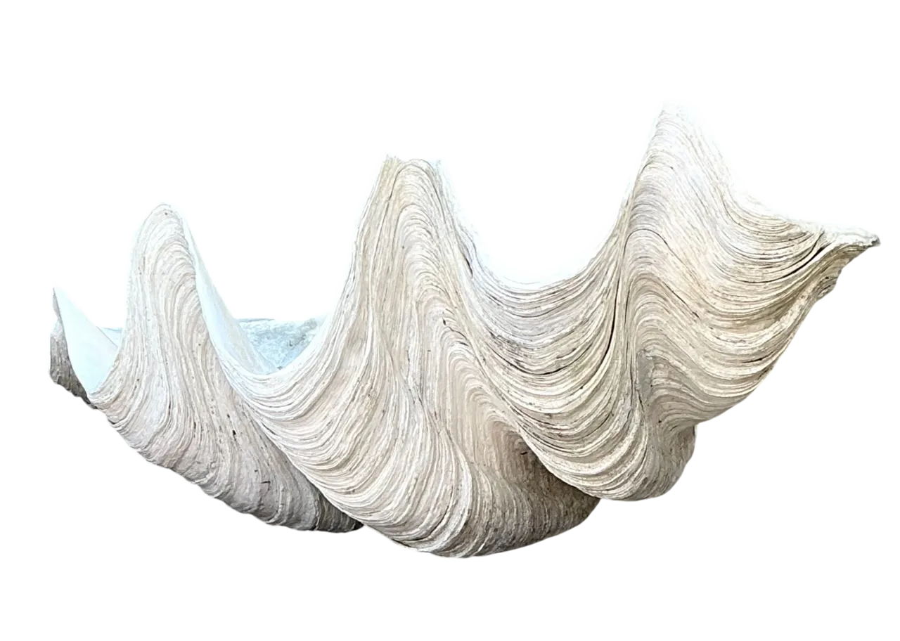 Vintage Gigas Giant Clamshell #17