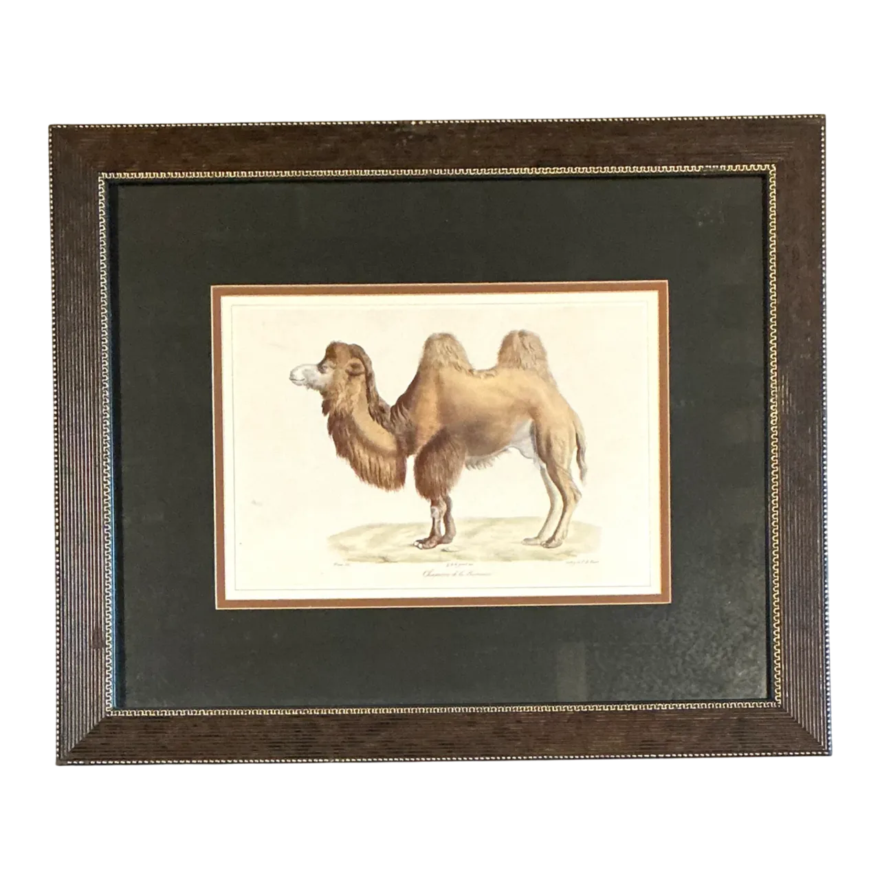 Vintage Framed Camel Print