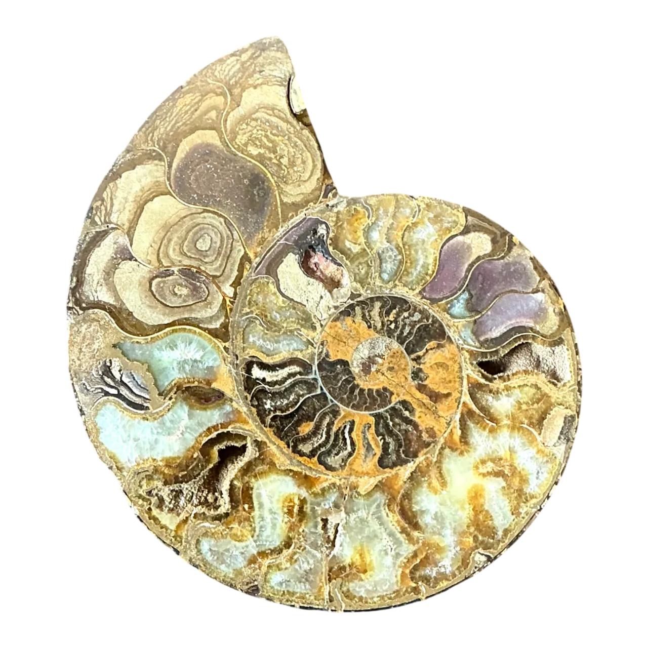 Vintage Fossilized Ammonite Specimen