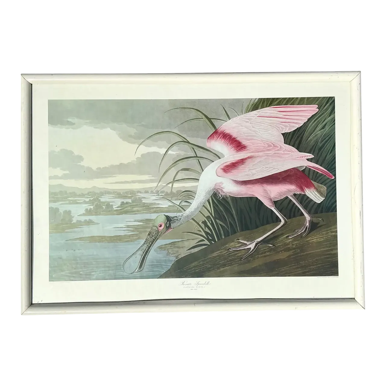 Vintage Audubon Print of Pink Spoonbill