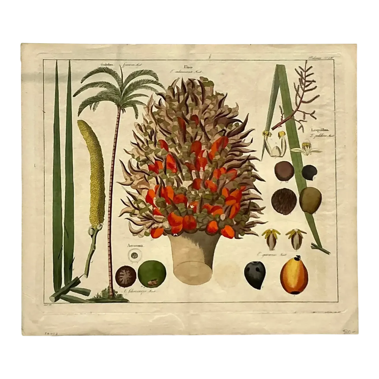 Vintage Boho Botanical Engraving