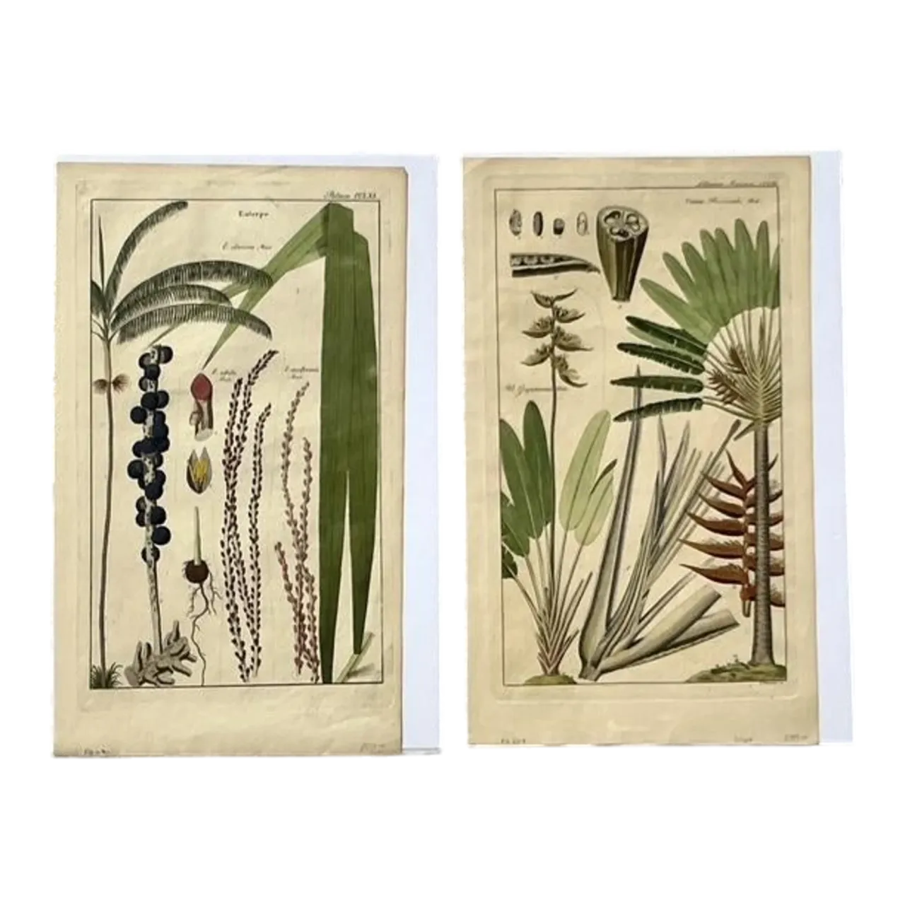 Vintage Boho Botanical Engravings - Set of 2