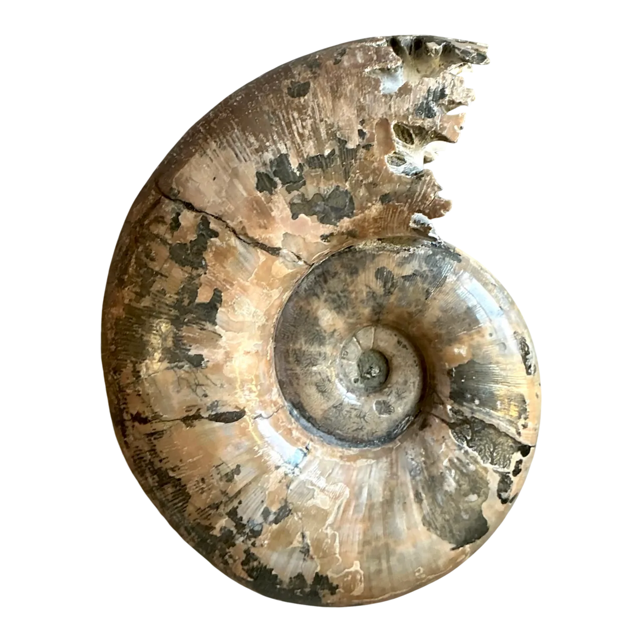 Vintage Boho Extra Large Ammonite Specimen