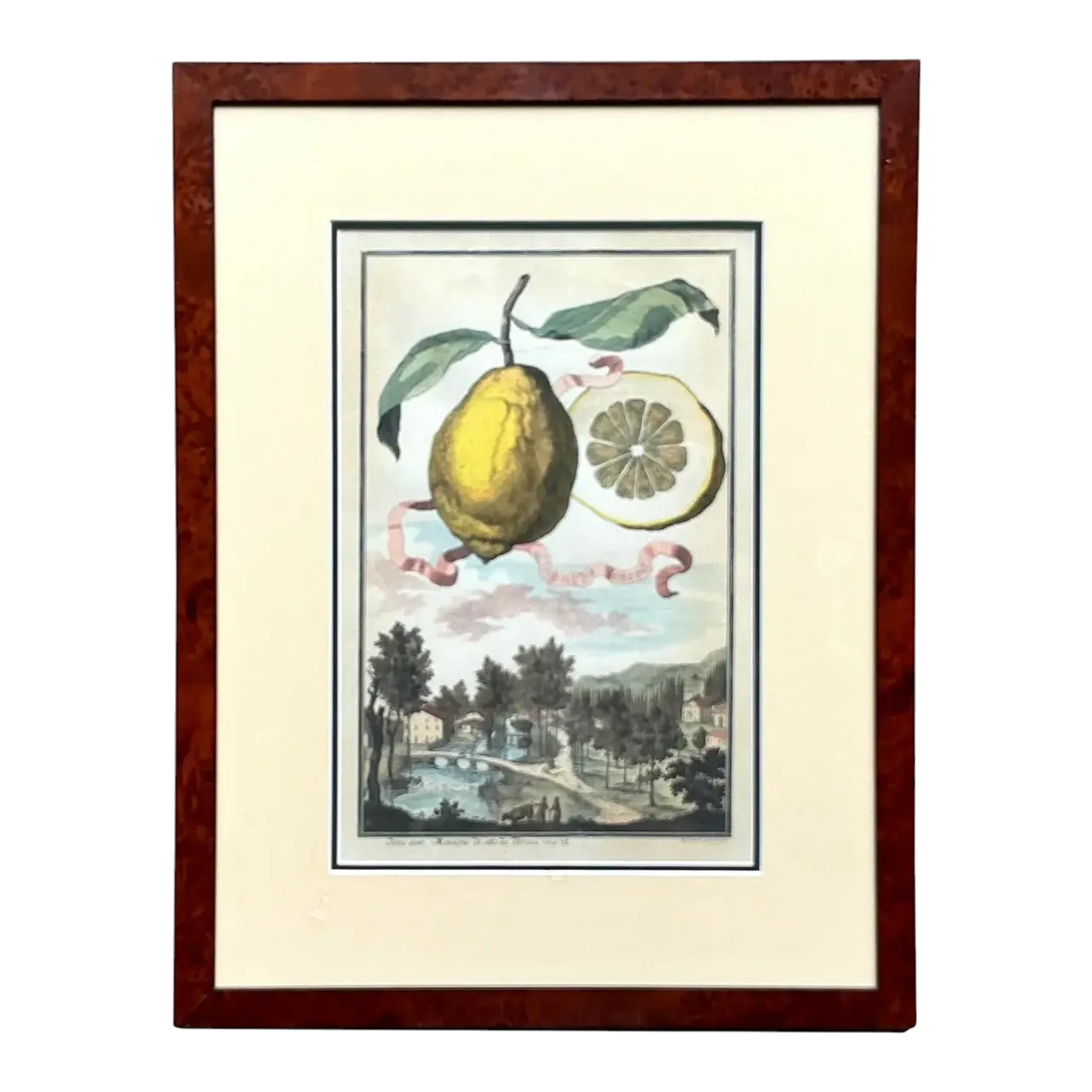 Vintage Coastal Lemon Engraving on Paper