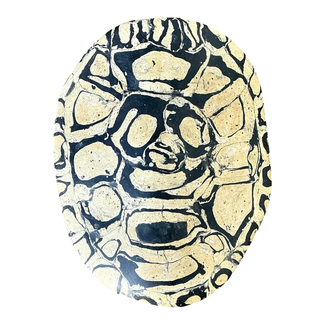 Vintage Italian Scagliola Pigmented Plaster Turtle Shell - Synthetic, 6W x 7.75H