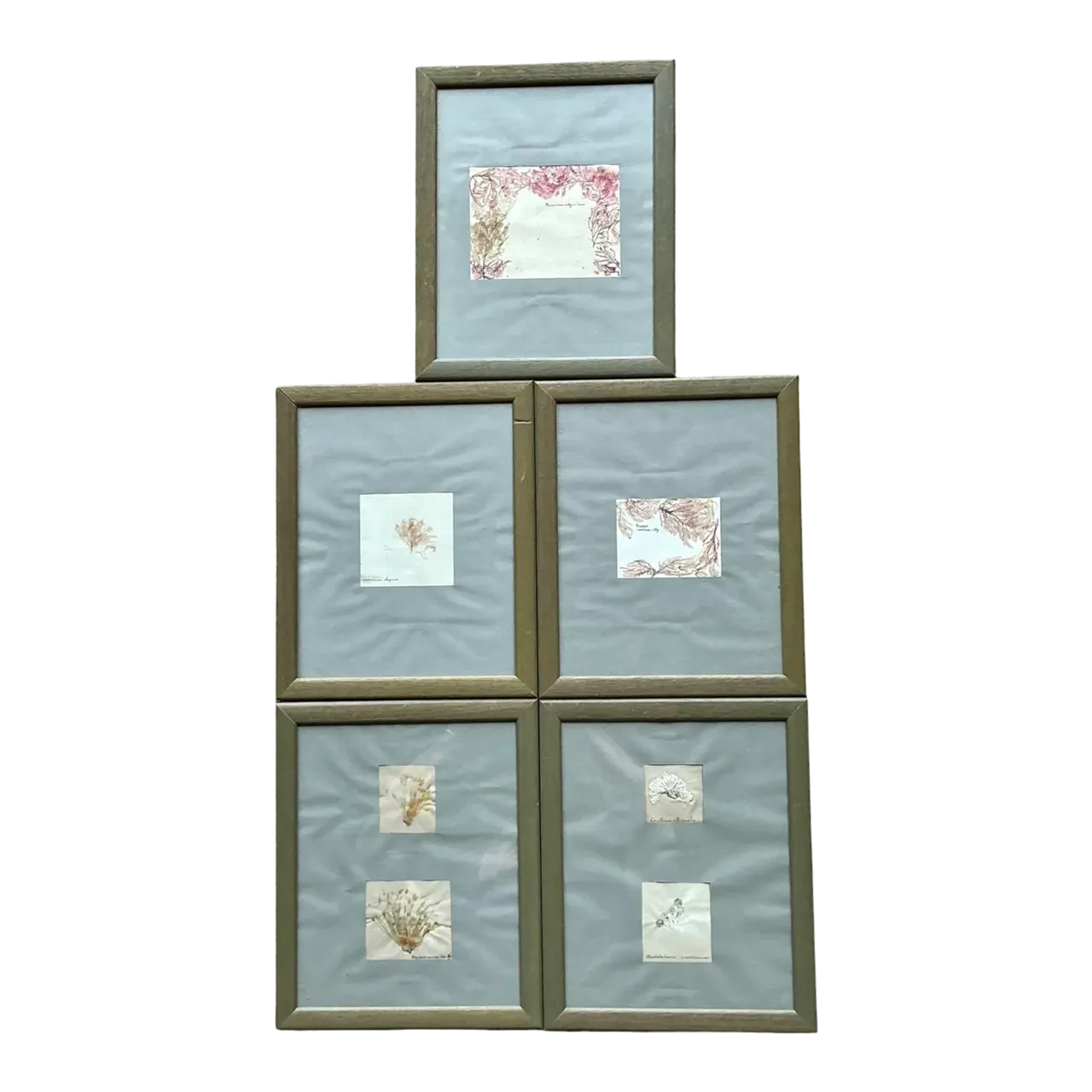 Vintage Pressed Specimen Clippings - Set of 5
